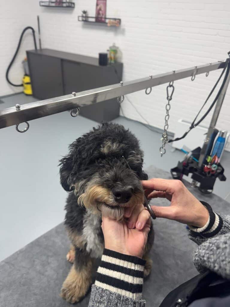 Honden kappen, honden trimmen. Trimtafel bij hondentrimsalon hilversum van Snuit tot Kwispel
