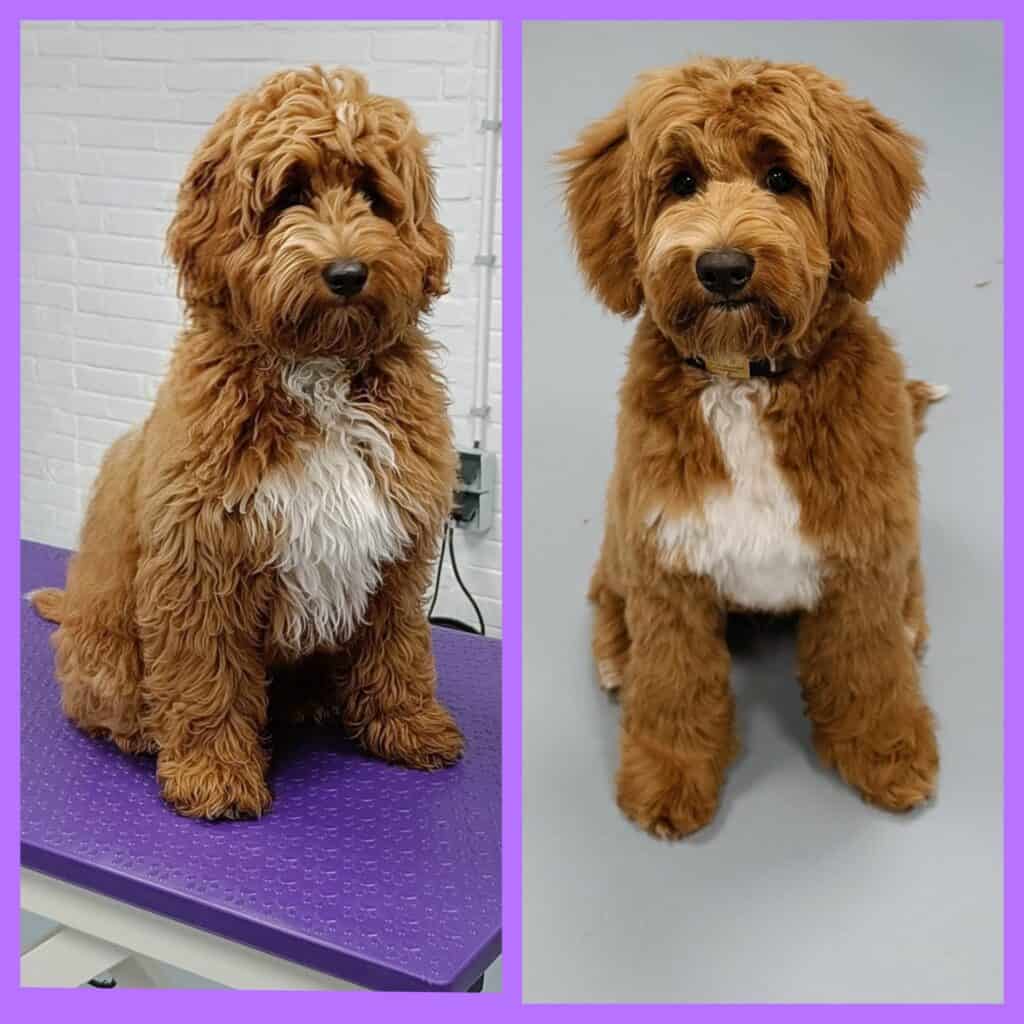 Scotty - Labradoodle