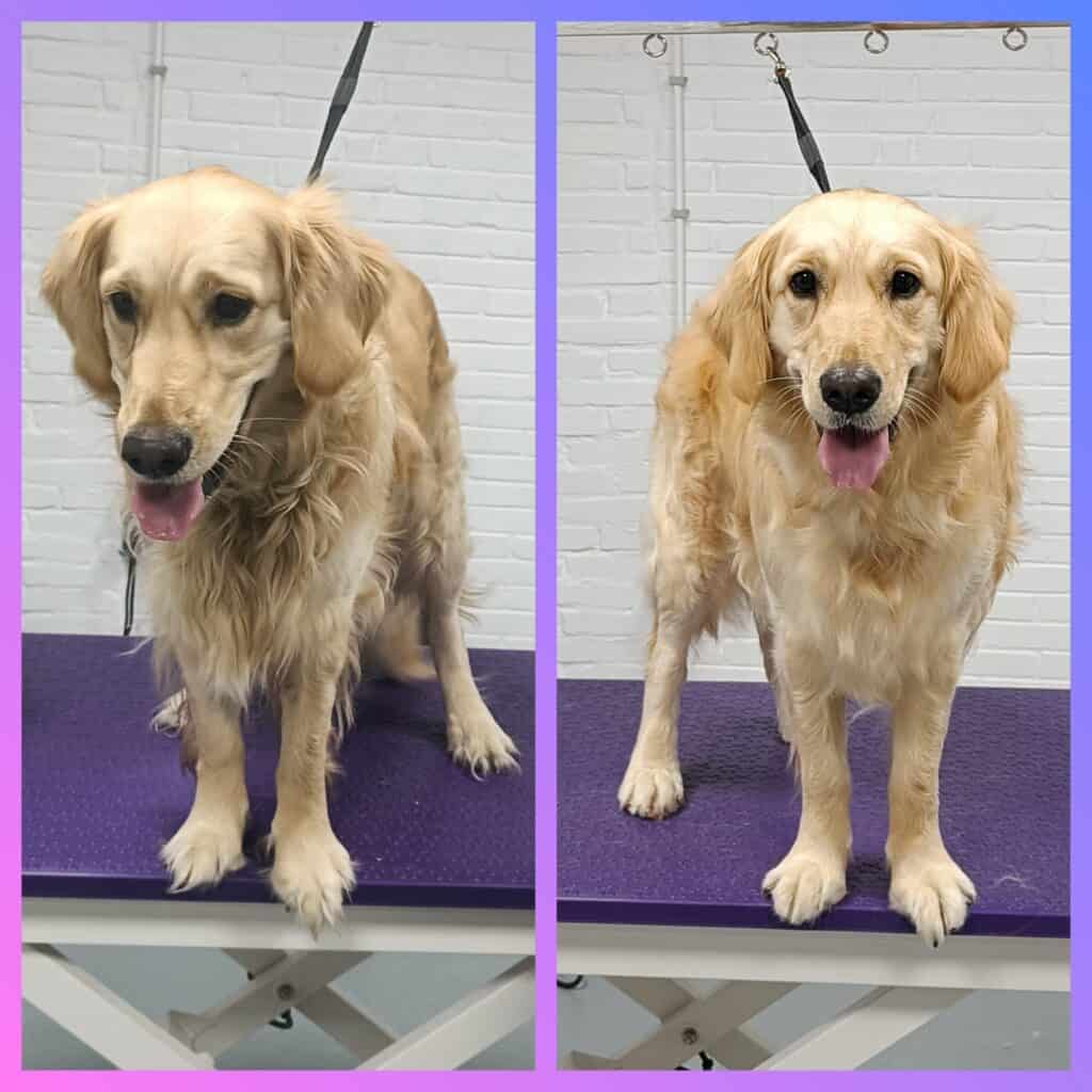 Nova - Golden Retriever