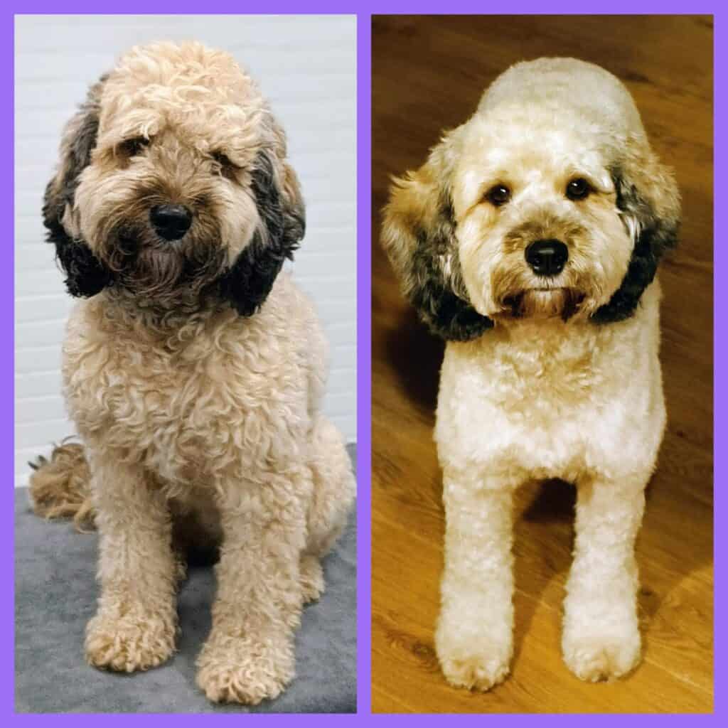 Guusje Poedel X Welsh Springer Spaniel