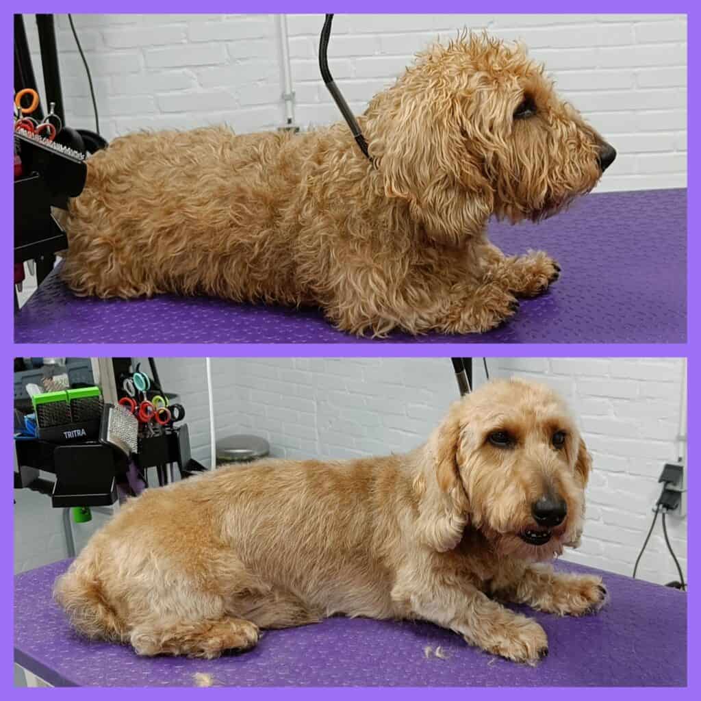 Bruno (ruwharige Teckel)