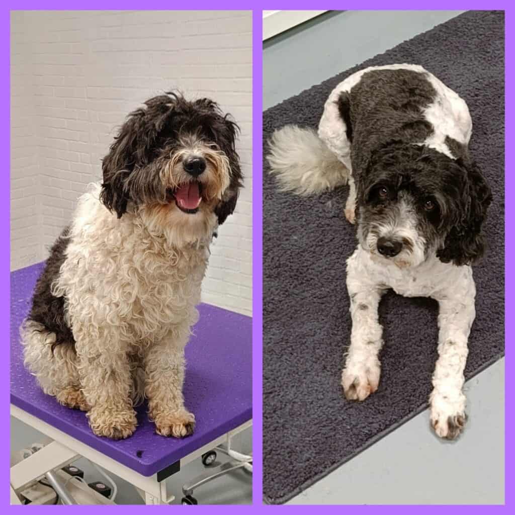 Herrie (Poedel X Spaanse Waterhond)