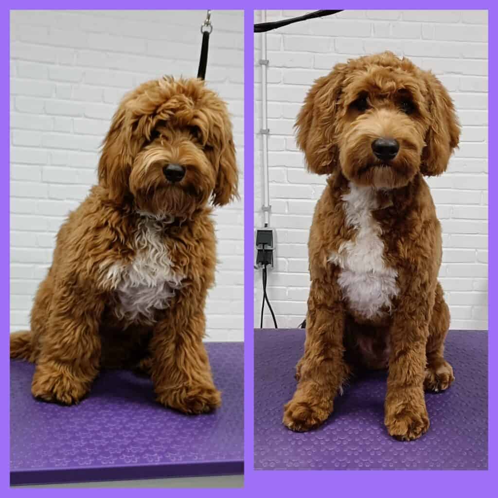Scotty (Labradoodle)