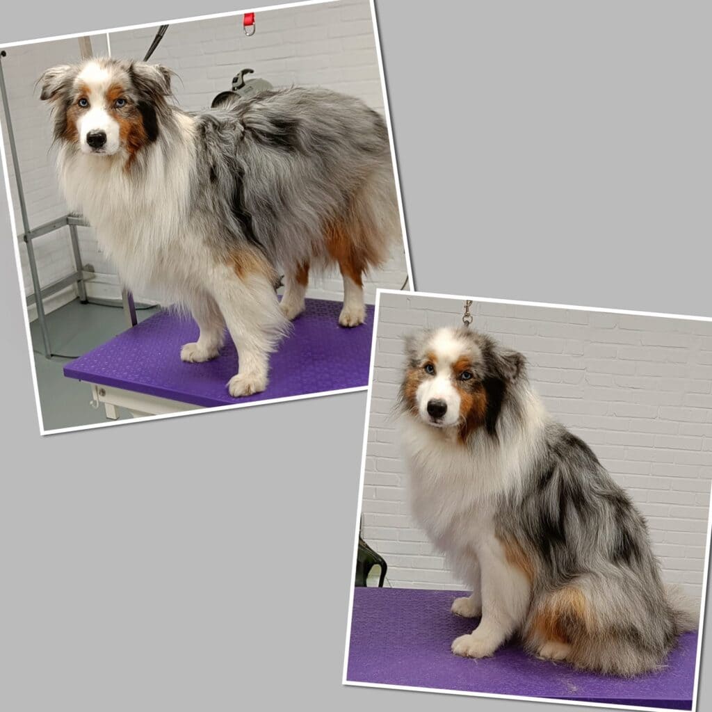 Bobo Australian Shepherd