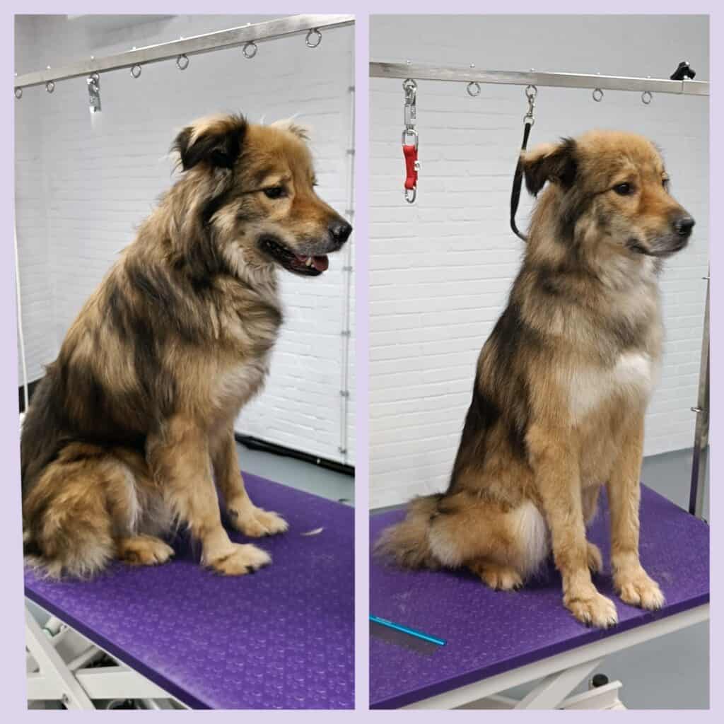 Falco Herder mix uit Roemenië