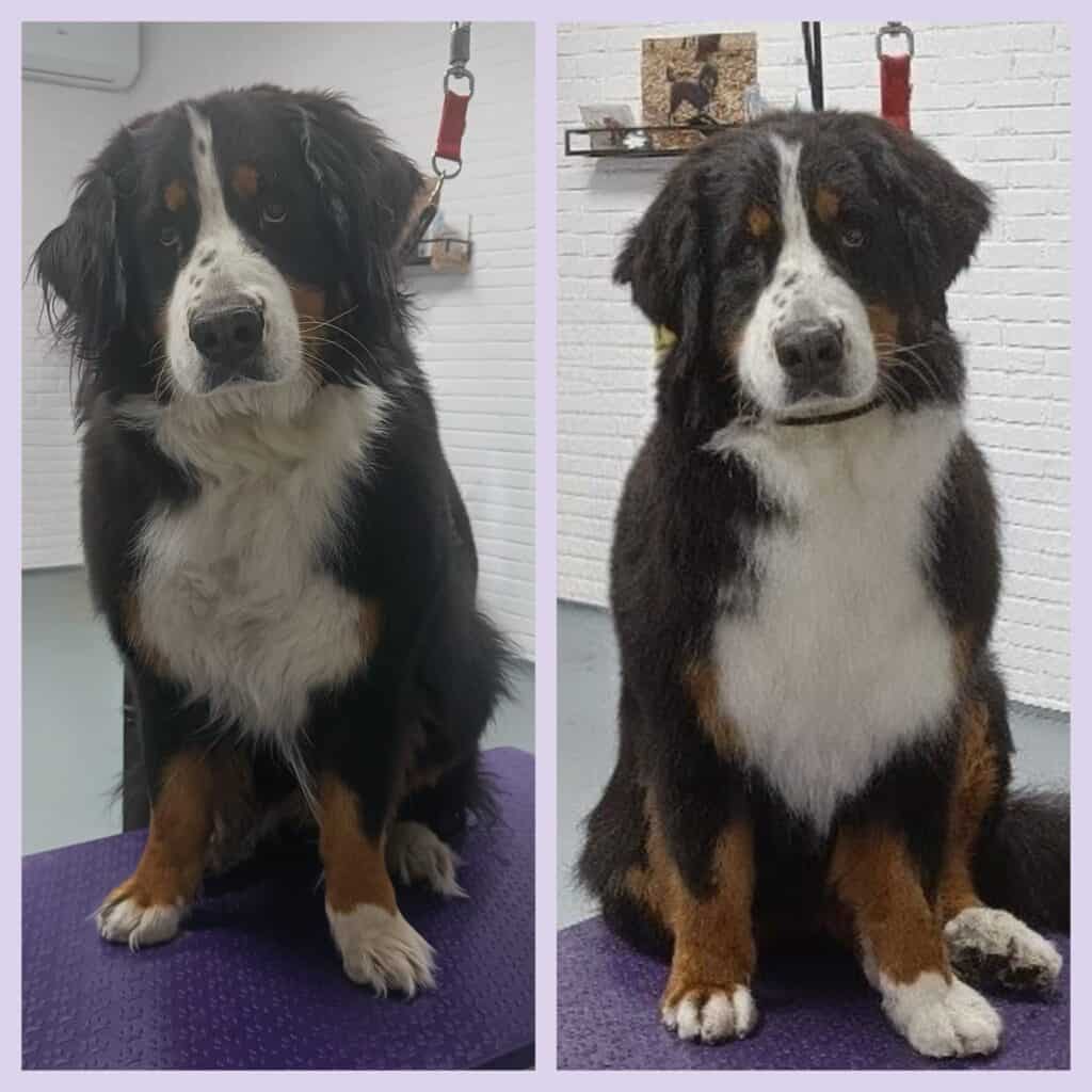 Beau (Berner Sennen)