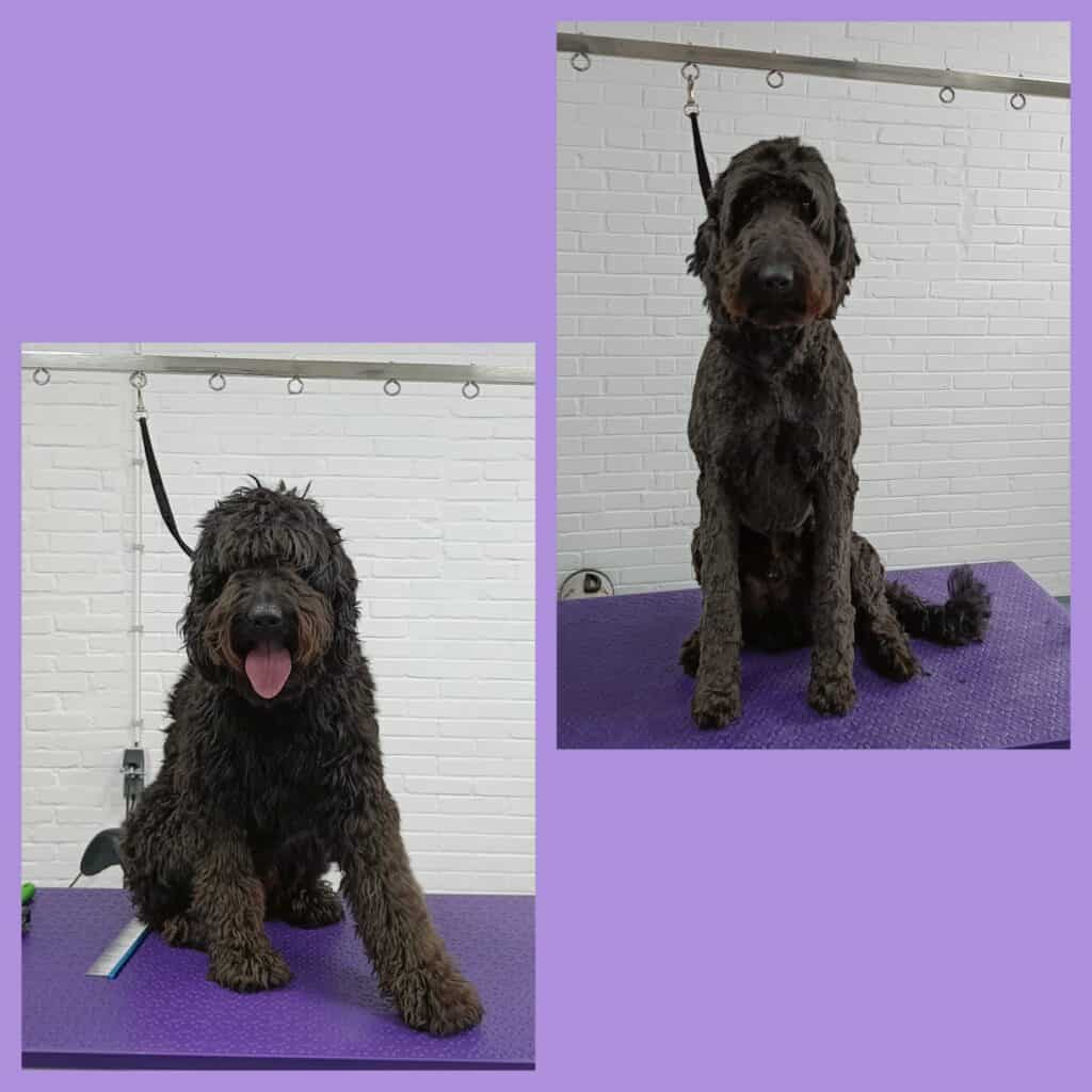 Jack (Labradoodle)