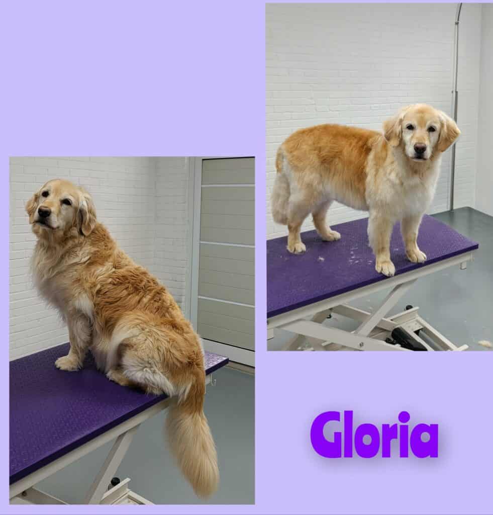 Gloria (Golden Retriever)