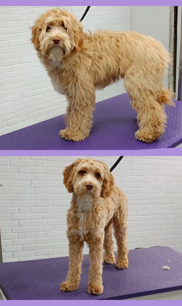 Nala (Australische Labradoodle)